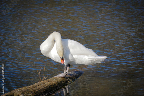 Fototapeta Naklejka Na Ścianę i Meble -  White swan standing on water's edge