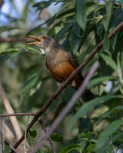 The Rufous-bellied Thrush also know as Sabia-laranjeira perched on a branch. It is the symbol bird of Brazil. Birdwatching. Bird lover. Birding. Species Turdus rufiventris