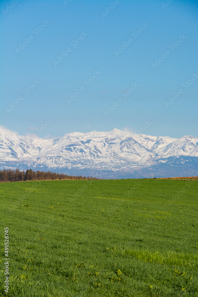 Fototapeta premium 春の緑の牧草畑と残雪の山並み 十勝岳