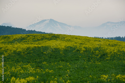 黄色い花が満開の丘と山並み 
