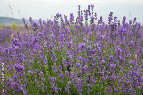 A large lavender bush and a bee on a flower