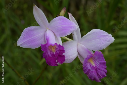 Fuchsia Orchid 