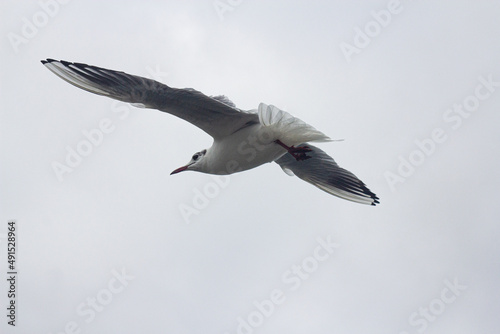 seagull flying in the sky