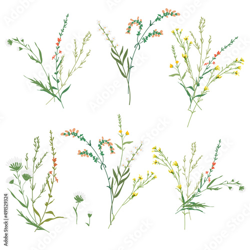 Big set botanic blossom floral elements. Branches  leaves  herbs  wild plants  flowers. Garden  meadow  feild collection leaf  foliage  branches. Bloom vector illustration isolated on white background