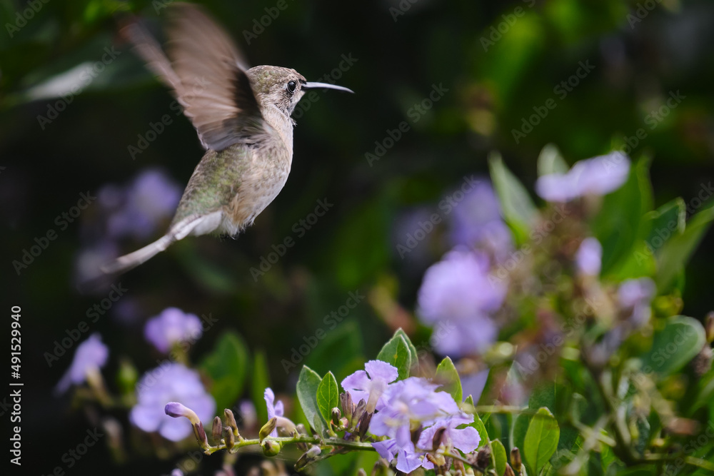 Naklejka premium Peruvian Sheartail (Thaumastura cora), solitary young male flying and sipping nectar from flowers.
