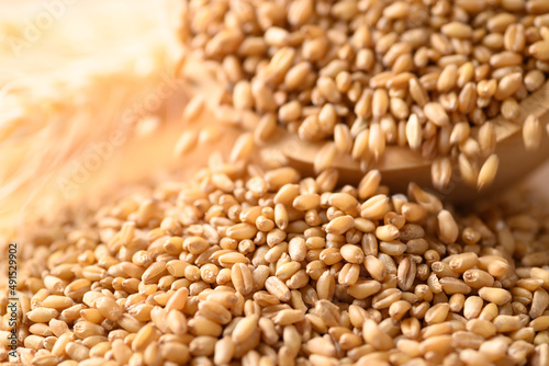 Whole wheat grain, Food ingredients photo