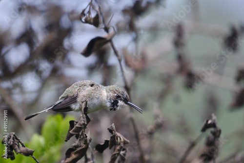 Peruvian Sheartail (Thaumastura cora), solitary young male perched on some branches. photo