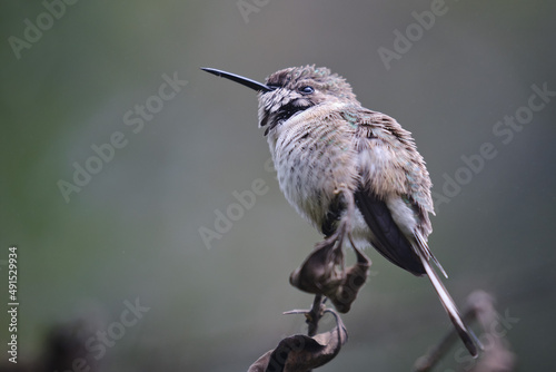 Peruvian Sheartail (Thaumastura cora), solitary young male perched on some branches. photo