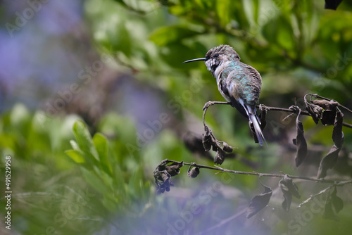 Peruvian Sheartail (Thaumastura cora), solitary juvenile male perched calmly on branches. photo