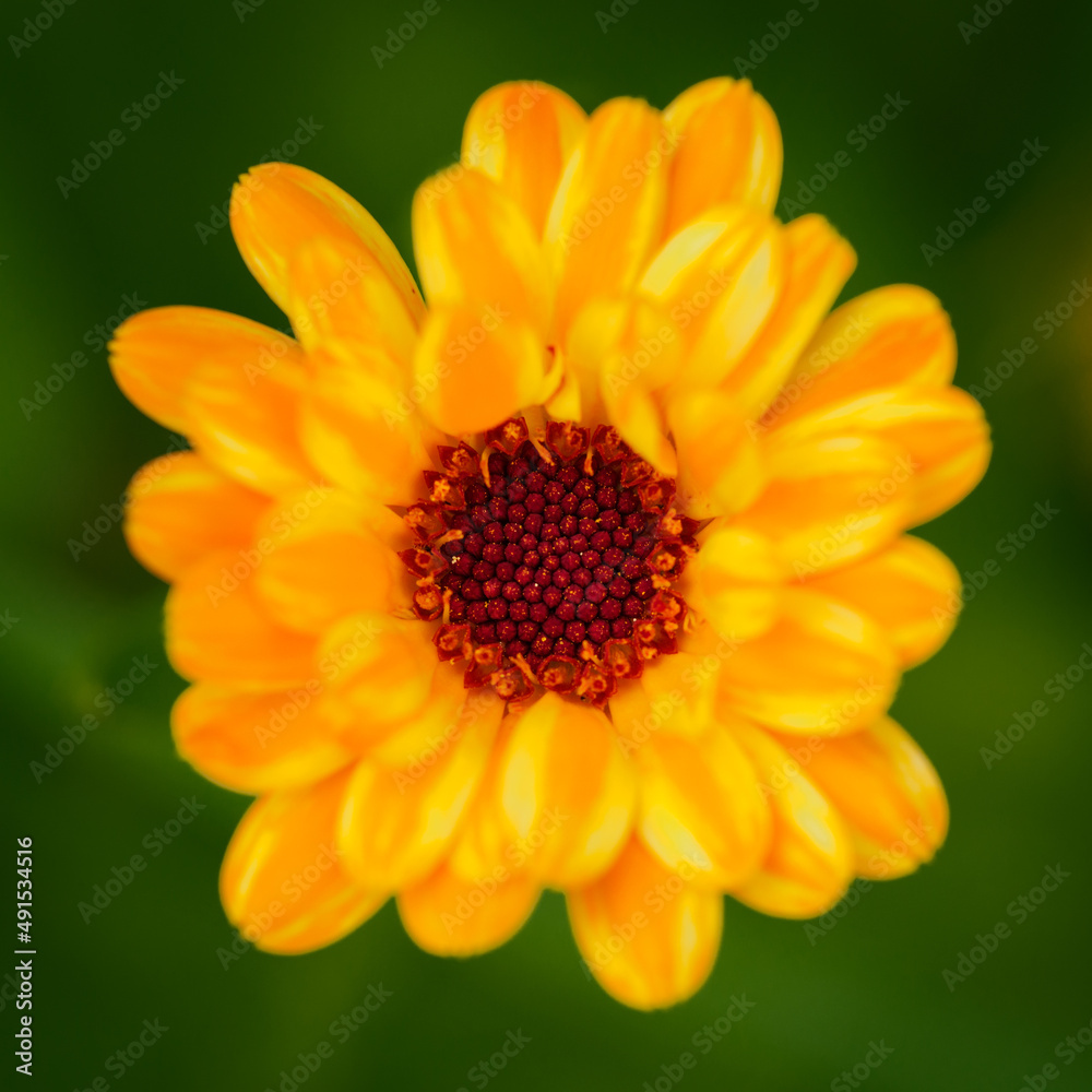 Close-up of a marigold flower. Close-up of a marigold flower.