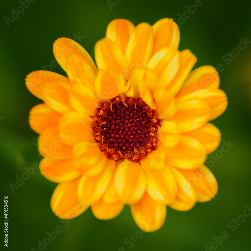 Close-up of a marigold flower.