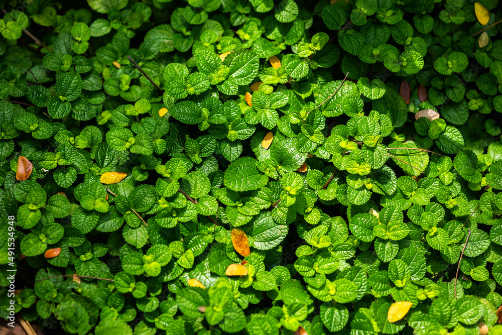 Fototapeta premium Nature background. Texture of green leaf plant wallpaper with sun light.