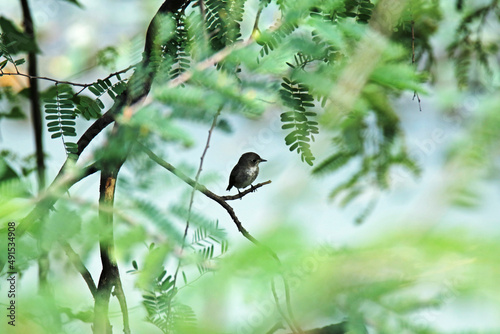 The Asian Brown Flycatcher on branch photo