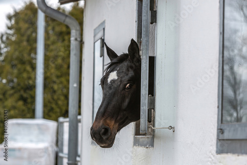 Portrait of a horse looking out of a window