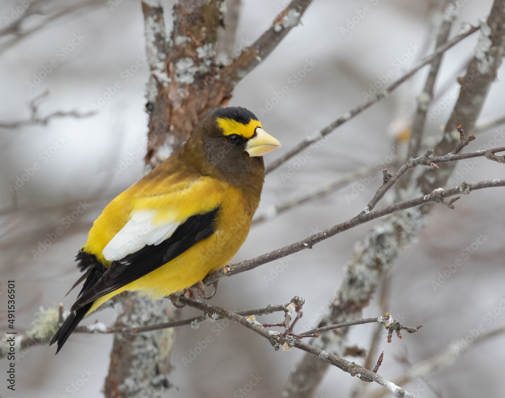 Male Evening Grosbeak bird (Hesperiphona vespertina) in a pine forest in winter Male Evening Grosbeak bird (Hesperiphona vespertina) in a pine forest in winter