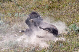 A bison rolls around in the mud and the dust in Yellowstone National Park