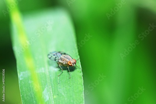 A fly insect on leaf