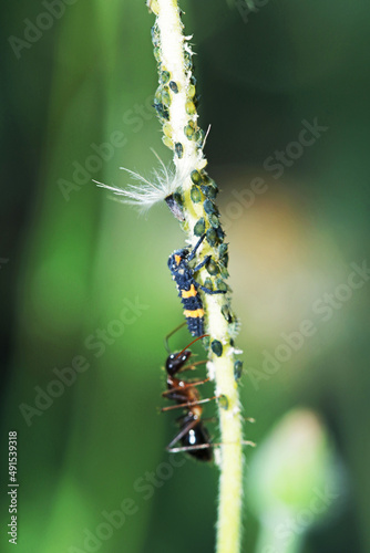 The insect anf black ant on branch © Sarin