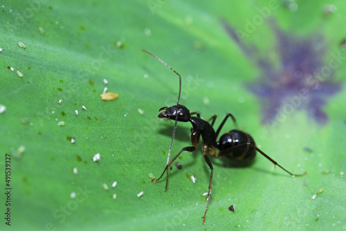 A black ant on leaf © Sarin