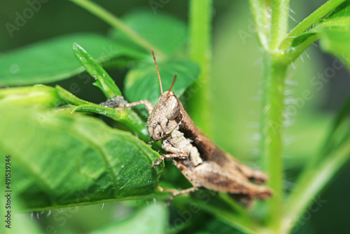 A green grasshopper on branch