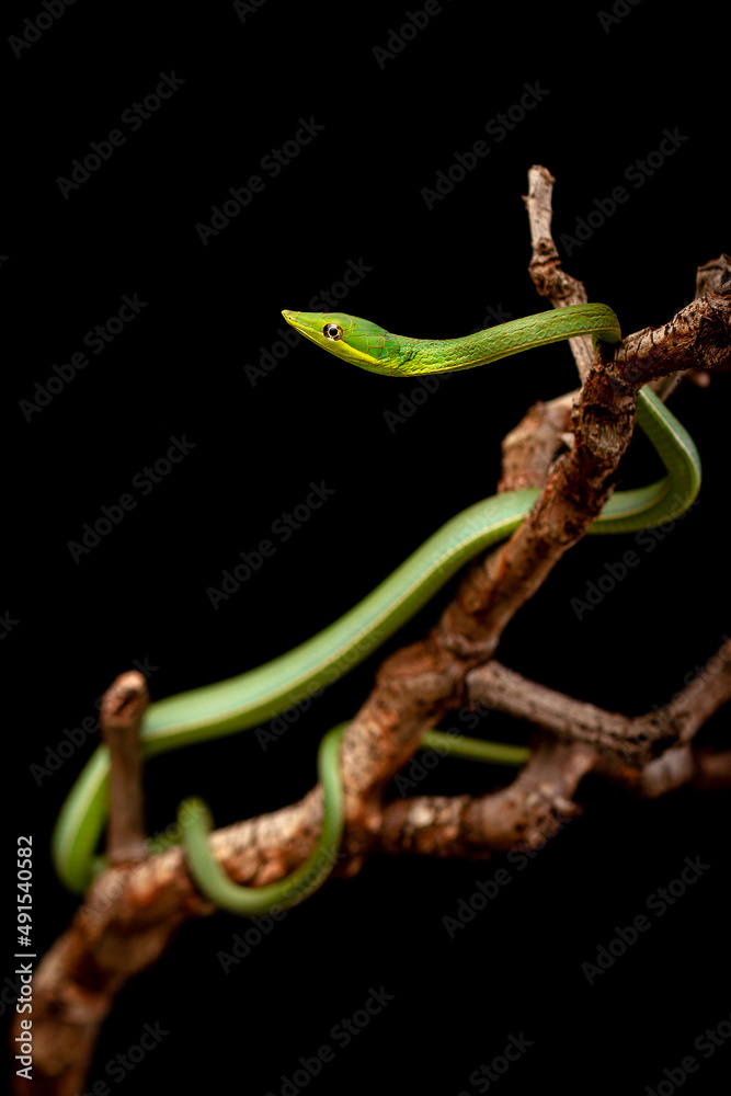 green tree parrot snake on black background