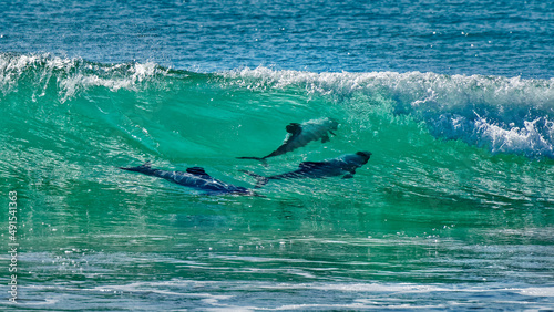 Hectors dolphins, surfing in Porpoise Bay, The Catlins, New Zealand. photo