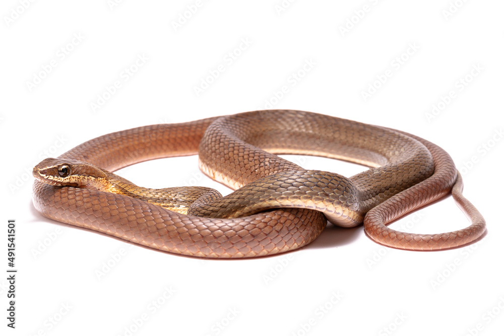 snake snake