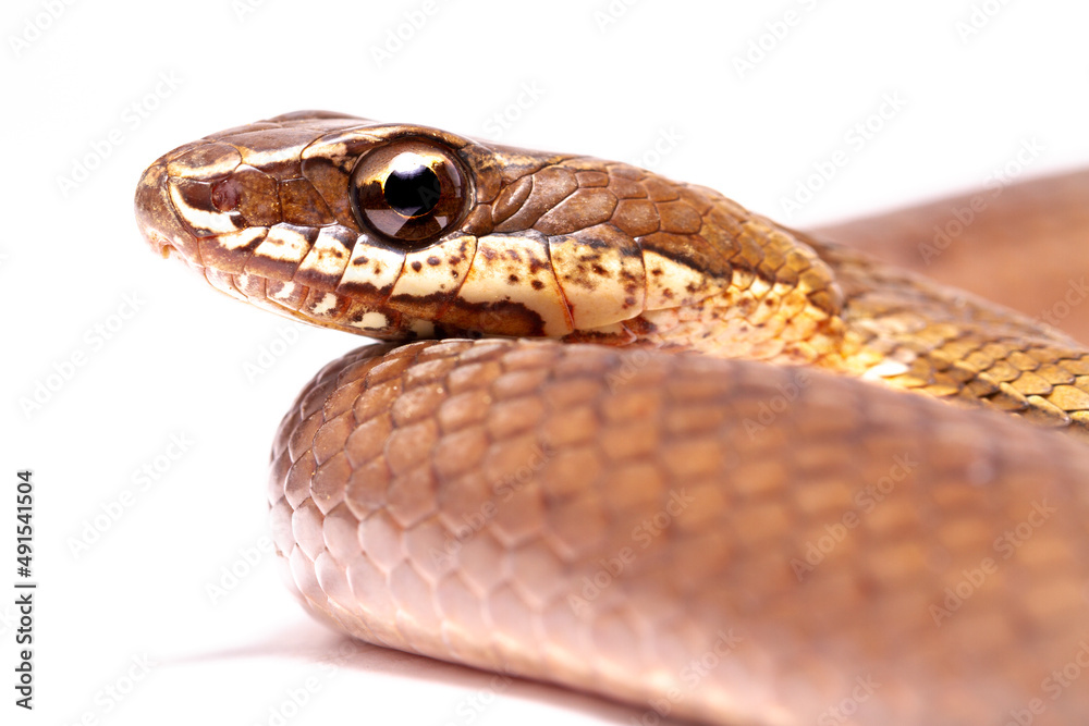 Fototapeta premium snake