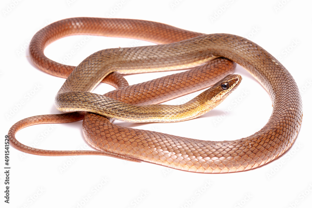 snake snake