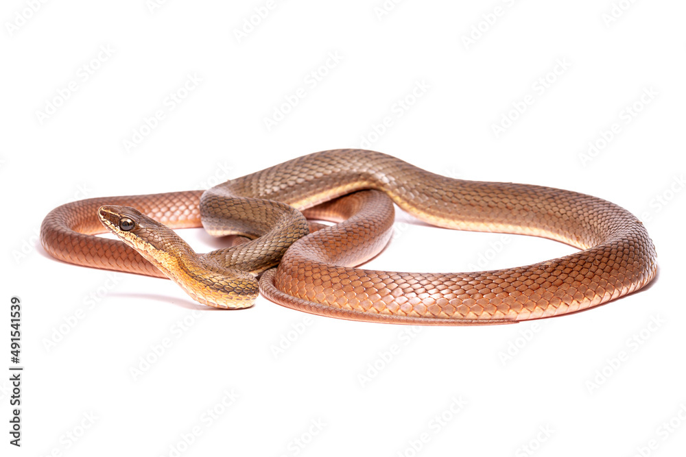 snake snake