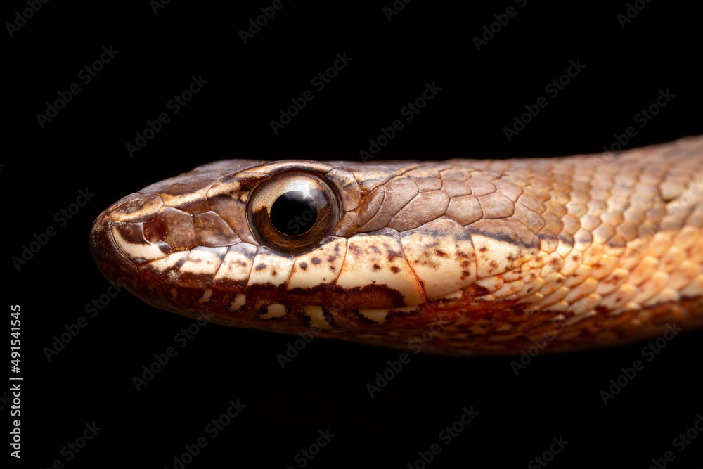 snake