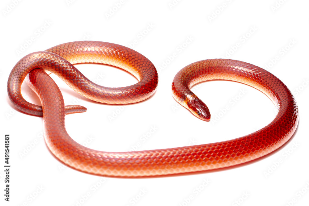 Fototapeta premium red snake on the white background