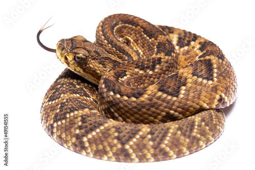 rattlesnake crotalus
