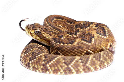 rattlesnake crotalus