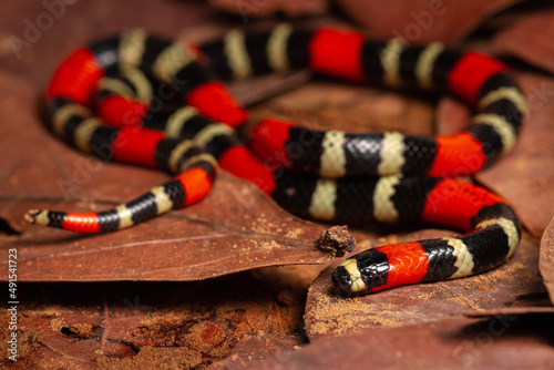 close up of a coral snake