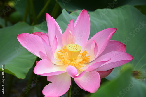 Pink blooming lotus with lotus leaves