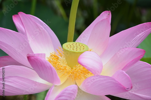 Close up of pink blooming lotus with yellow center