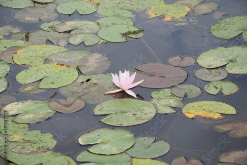 Pink water lily with lily pads in pond
