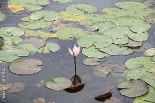 Pink water lily above water with lily pads