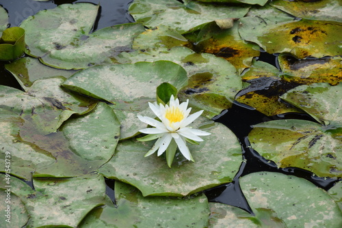 White water lily with yellow center and lily pads