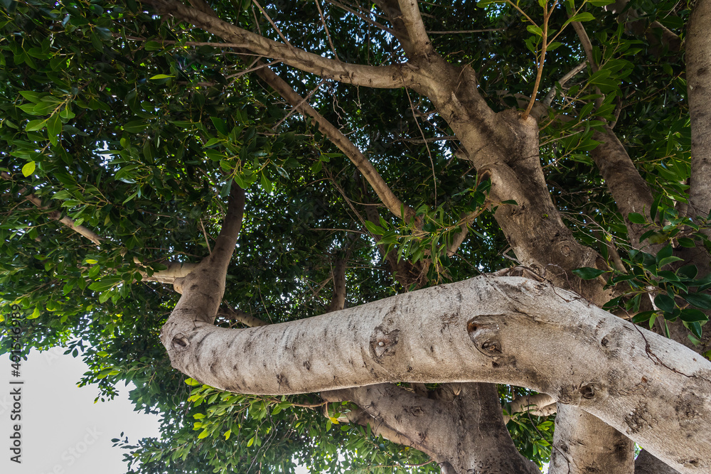 Close-up of a beautiful fresh bush branch with green leaves, the background is blurred. Close-up of a beautiful fresh bush branch with green leaves, the background is blurred.