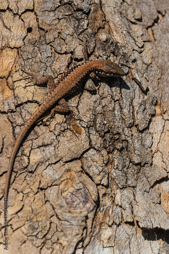 close-up brown tree lizard against the background of tree bark. Protective coloring of the lizard