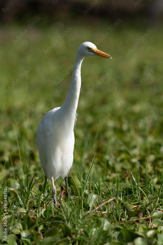 ardea alba/ white heron portrait africa kenya ardea alba/ white heron portrait africa kenya