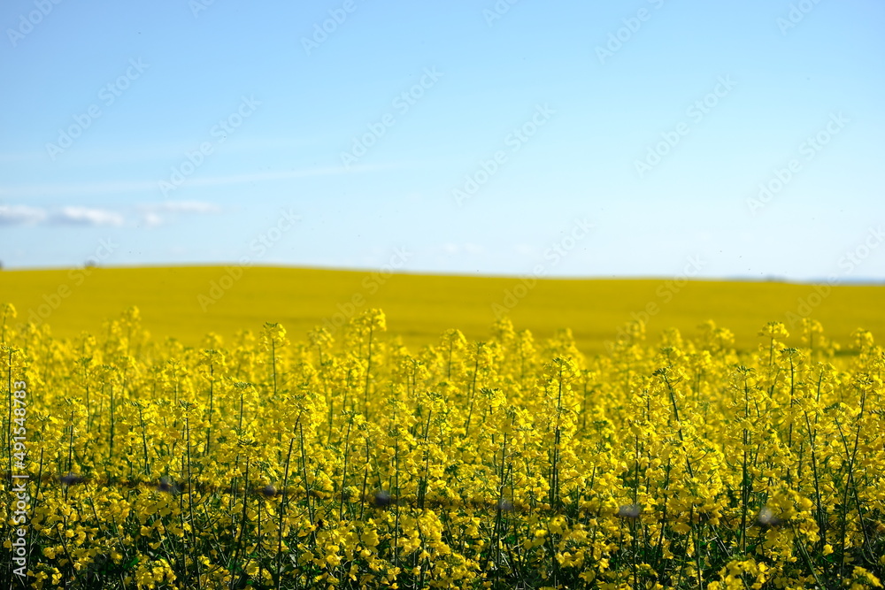 rapeseed field