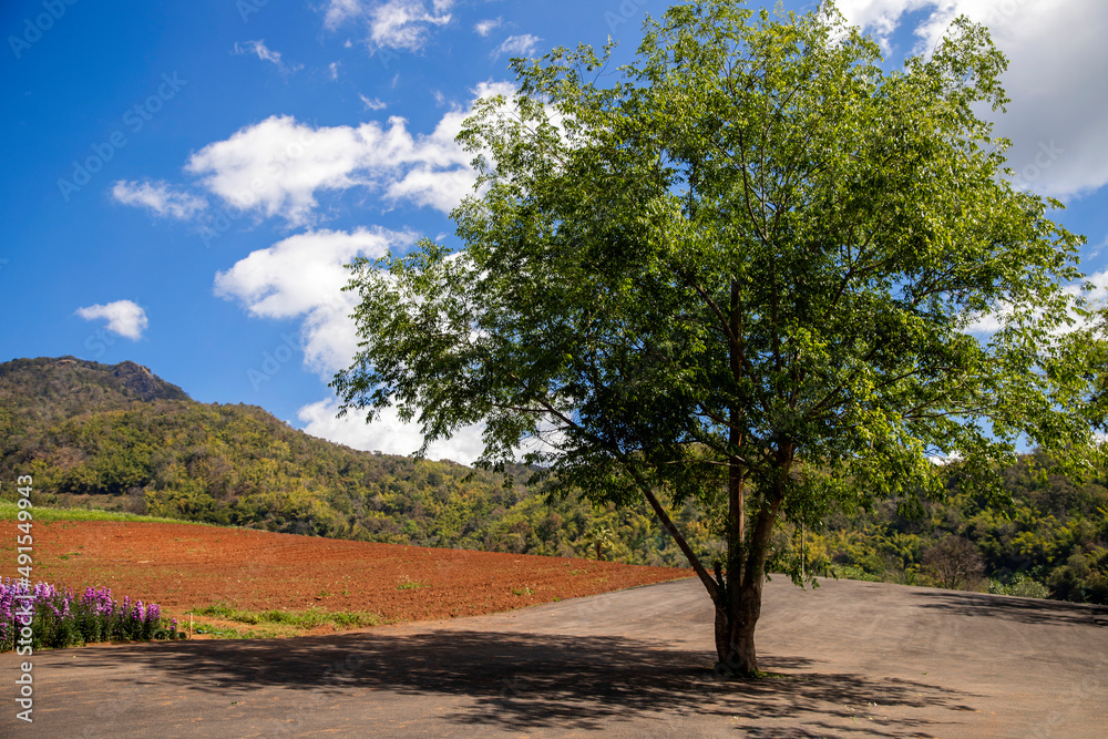Big single oak tree on a blue sky on a country field road