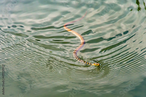 Grass Snake, ringed snake, water snake, Natrix natrix, Eurasian, non-venomous, colubrid snake, swimming in the water