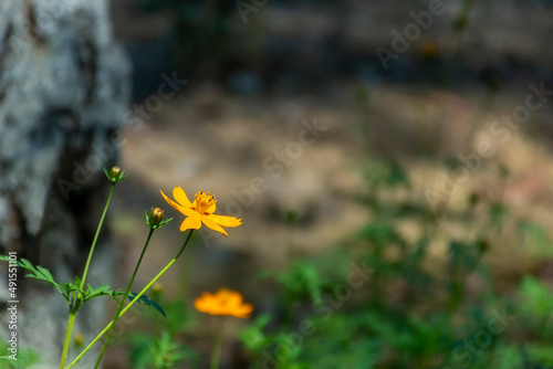 Yellow, Bulbous, buttercup, St. Anthony's, turnip, Ranunculus bulbosus, flowrer, bloom, closeup