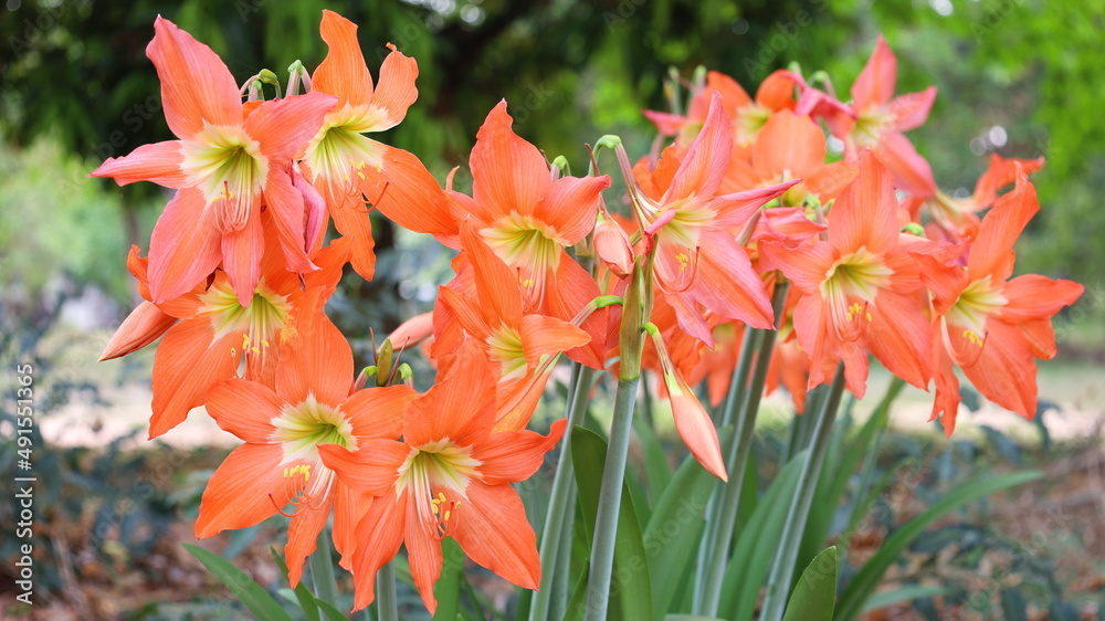 Star Lily, Hippeastrum johnsonii Bury. Amaryllidaceae or orange four-way flowers bloom beautifully in summer. Close focus and select the subject