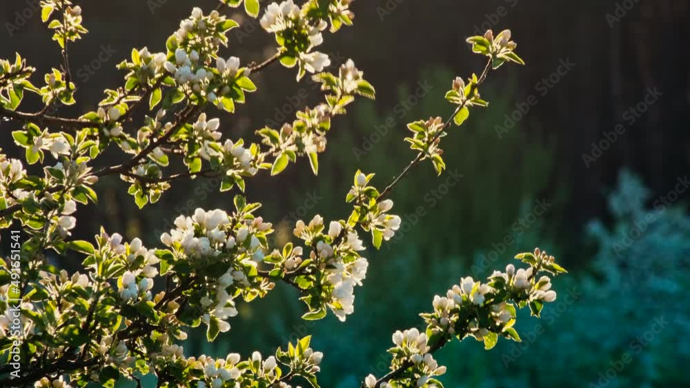 Nature in Springtime. Branch with beautiful white Spring Apple Flowers on Tree. Nature scene with flowering apples on blossom background. Botanical bloom concept. Blooming backdrop Nature in Springtime. Branch with beautiful white Spring Apple Flowers on Tree. Nature scene with flowering apples on blossom background. Botanical bloom concept. Blooming backdrop