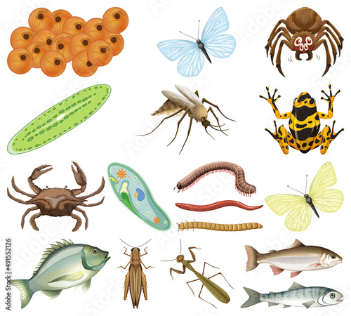 Many insects and animals on white background © blueringmedia